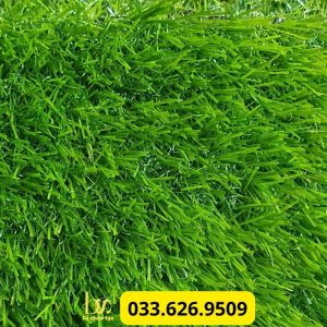 Cấu tạo mặt cỏ