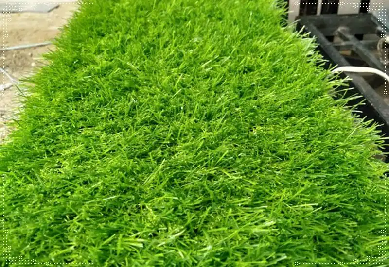 Thảm cỏ nhân tạo sân vườn mịn, độ bền cao