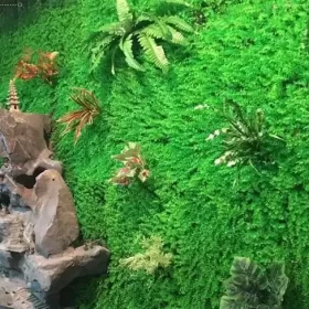 Tạo những bức tường sân thượng đẹp mắt