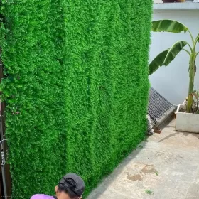 Làm tường xanh sạch với tấm cỏ tai chuột