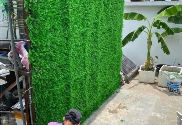 Làm tường xanh sạch với tấm cỏ tai chuột