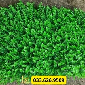 Tấm cỏ tai chuột xanh non