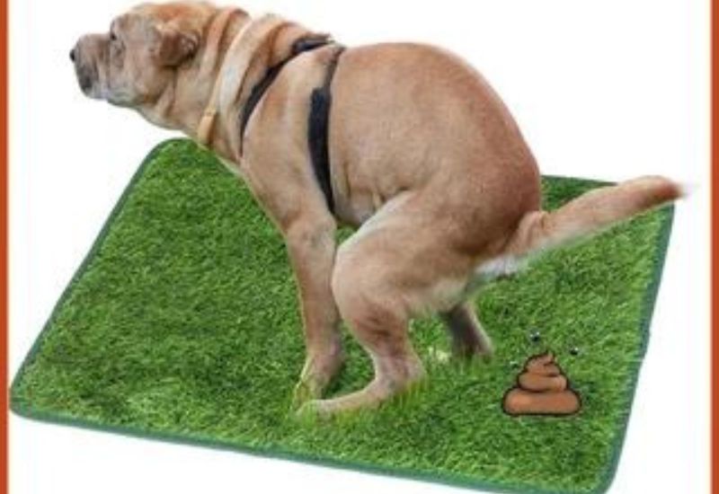 Các chất bẩn từ động vật