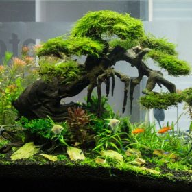 Cỏ nhân tạo thiết kế tiểu cảnh của hồ cá