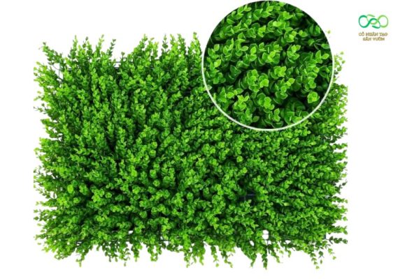 Tấm cỏ tai chuột trang trí đẹp mắt