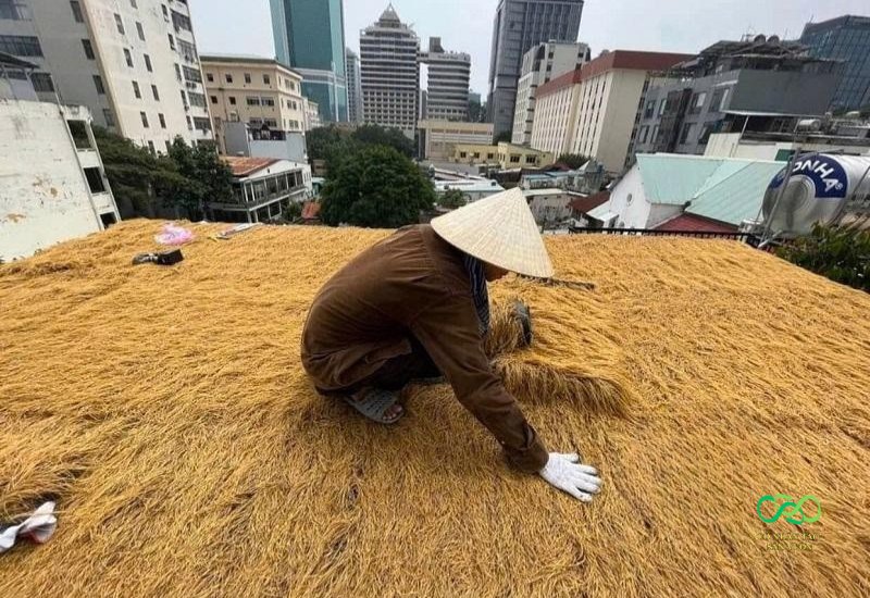 Cố định rơm xuống mặt nền