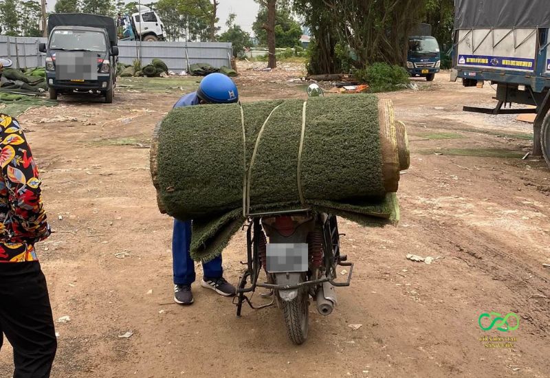 Đến chọn trực tiếp và mua về