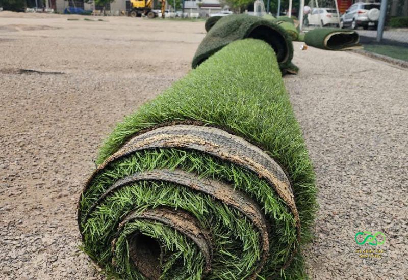 Cỏ có nguồn gốc từ sân bóng cũ hoặc sân vườn