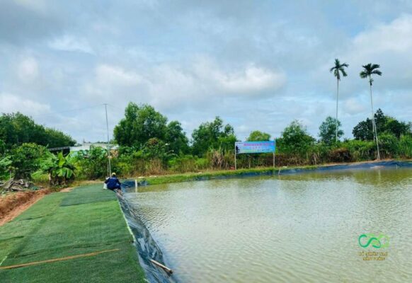 Cỏ cũ trải quanh hồ