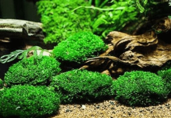 Những điểm đặc trưng xanh tươi mát