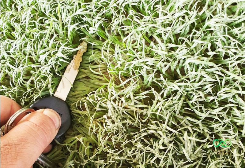 Độ mới của cỏ cũ quyết định đến chi phí