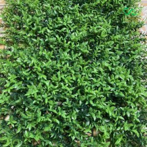 Mặt cỏ dày, đẹp