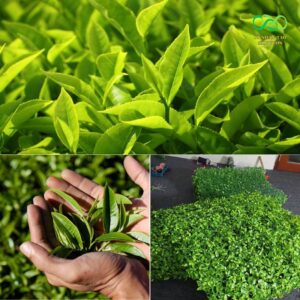 Tấm lá trà xanh nhựa mô phỏng tương đồng lá thật