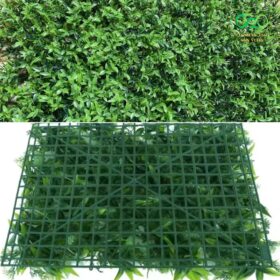 Mặt trước và mặt sau của tấm lá trà xanh