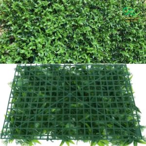 Mặt trước và mặt sau của tấm lá trà xanh