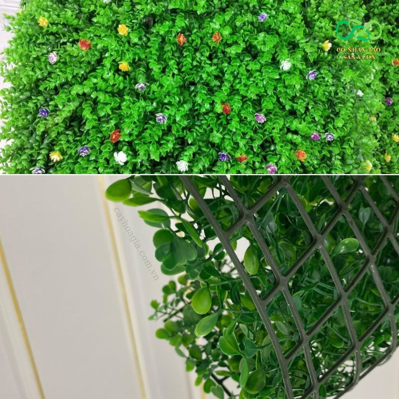Mặt trước và mặt sau của tấm tai chuột hoa điểm Mặt trước và mặt sau của tấm tai chuột hoa điểm